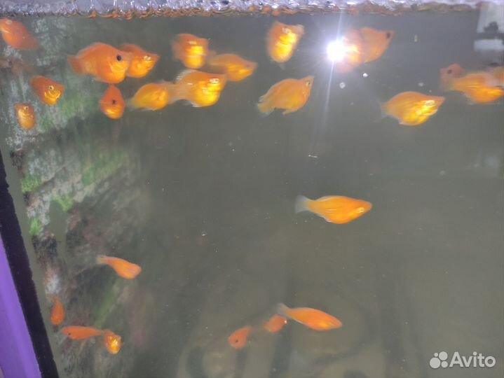 Аквариумные рыбки