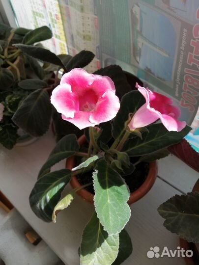 Комнатные цветы