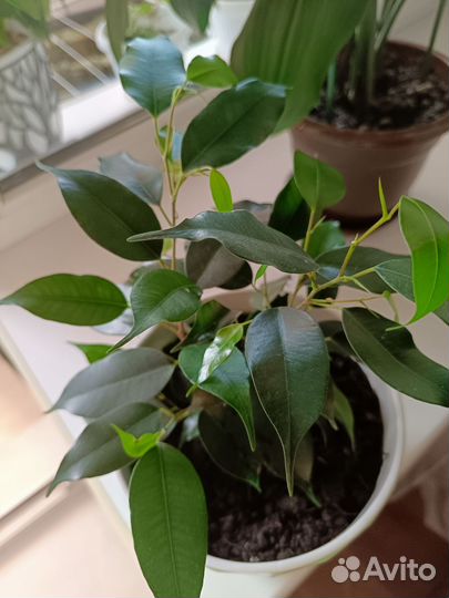 Фикус бенджамина