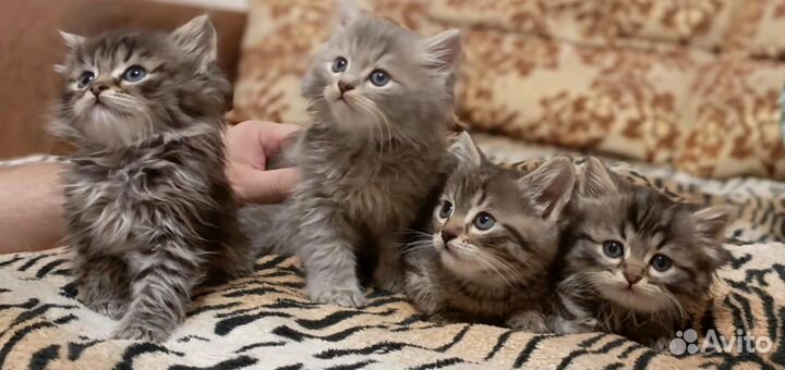 Кошки в добрые руки бесплатно