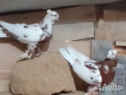 Продажа голубей