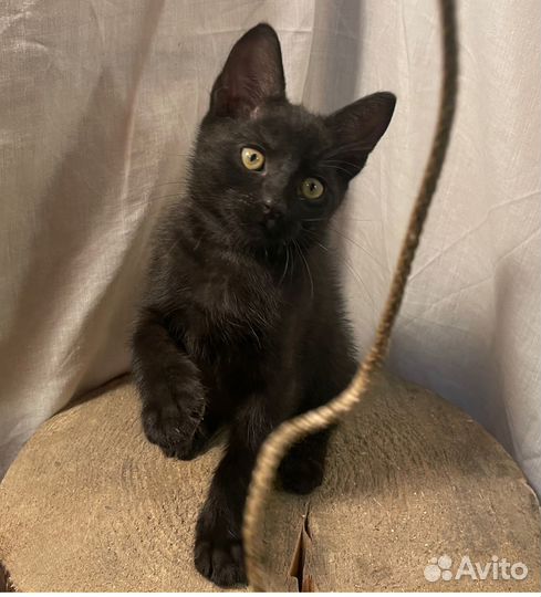 Черный котенок (чертенок) 2 месяцев ищет семью