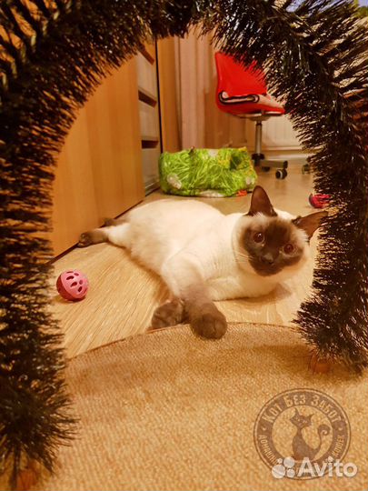 Уход за кошечкой на время отпуска, передержка