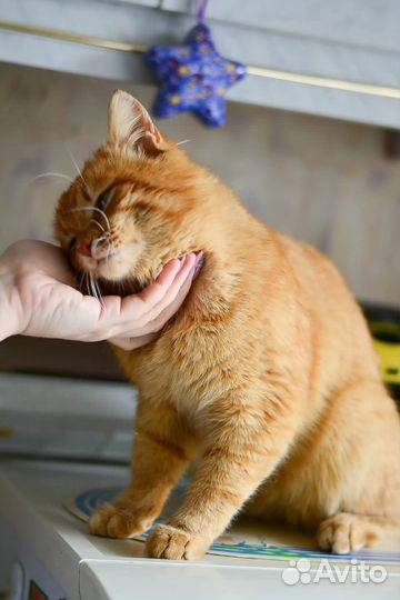 Селкирк-рекс