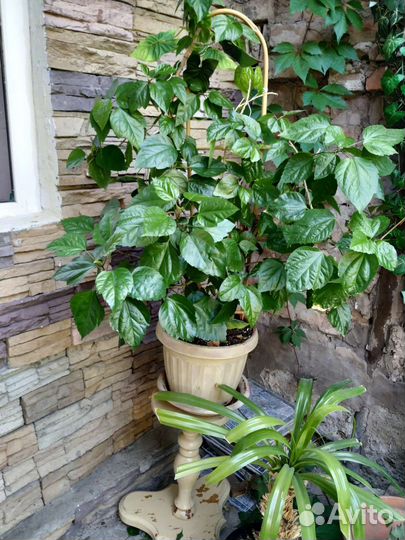 Комнатные цветы шефлера