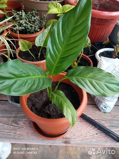 Спатифиллум