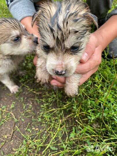 Щеночки в добрые руки