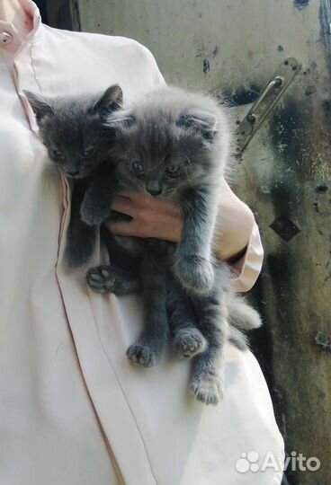 Вислоухие котята в добрые руки