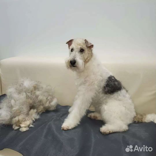 Стрижка кошек и собак