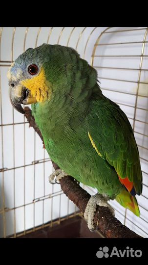 Венесуэльский амазон