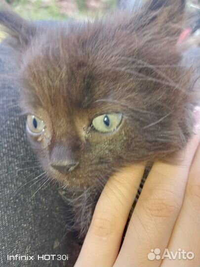 Котята, пушистики