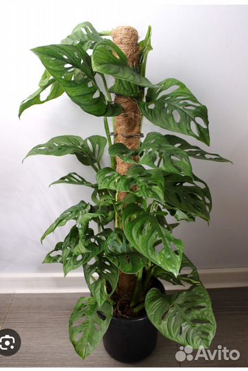 Монстера манки