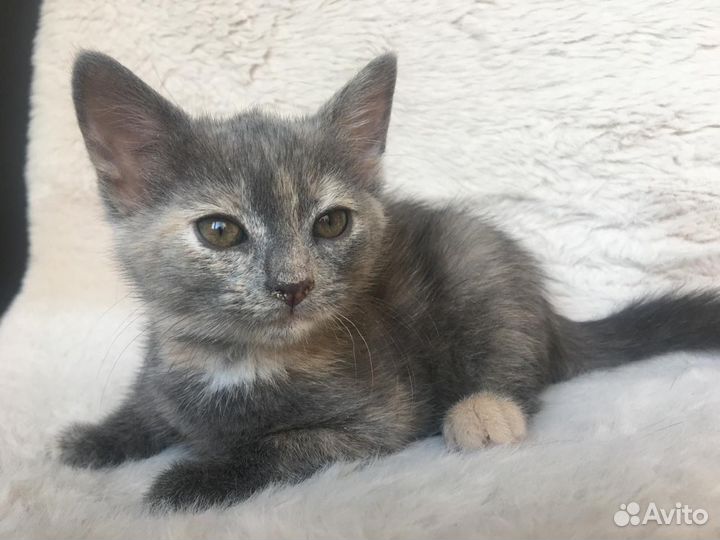 Котёнок (девочка) 2 мес