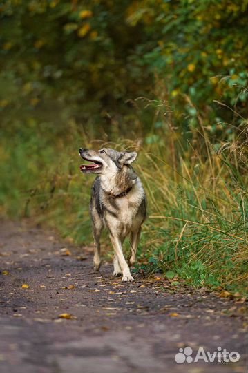 Западно сибирская лайка (метис) в дар