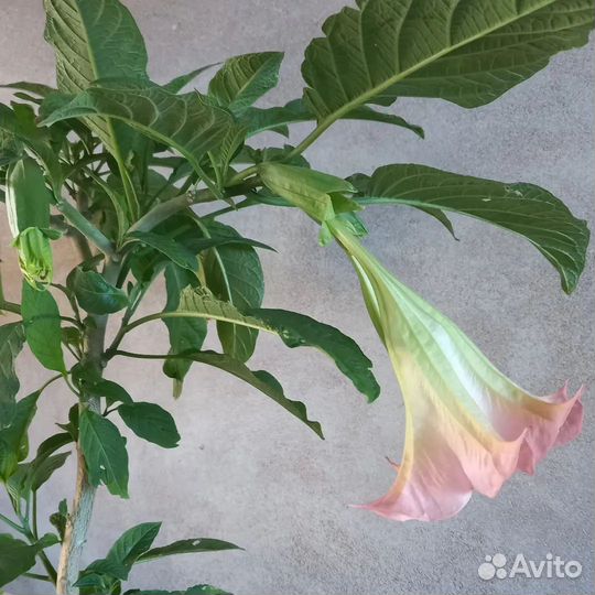 Бругмансия