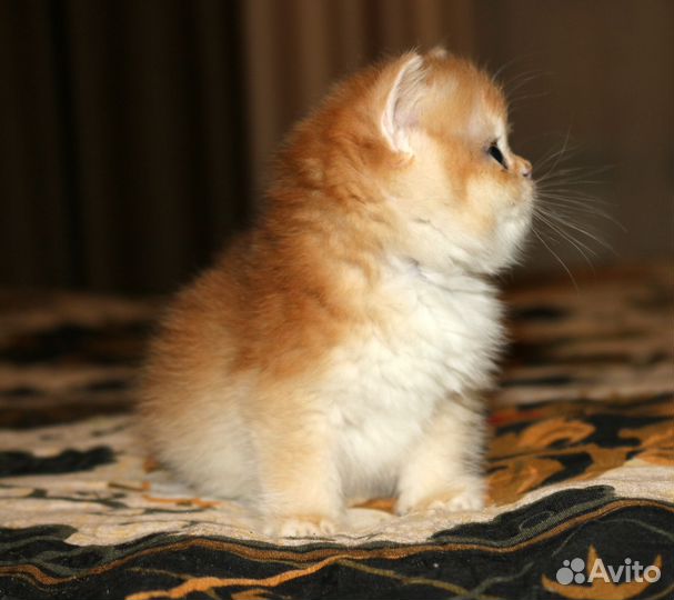 Девочка золотая британская шиншилла