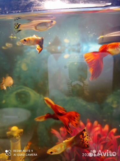 Аквариумные рыбки