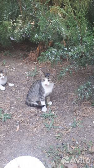 Кошки в добрые руки