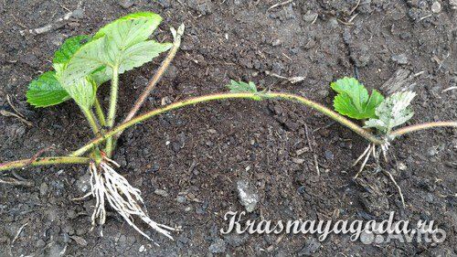 Рассада клубники усы краппо 10