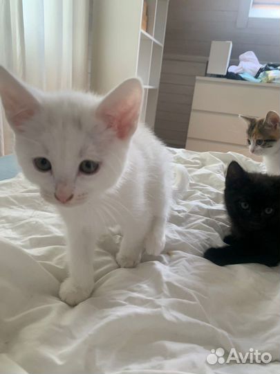 Белый котенок