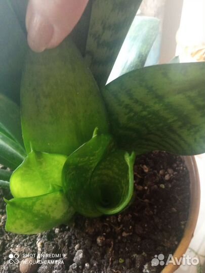 Сансевиерия