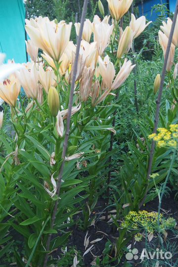 Луковицы лилии