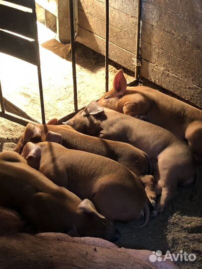 Поросята ландрас дюрок