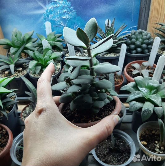 Крассула толстянка