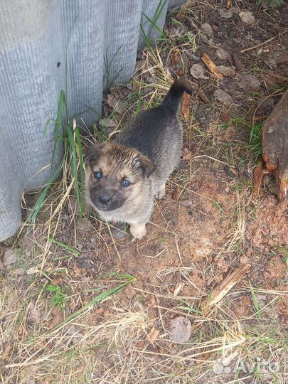 Отдам бесплатно