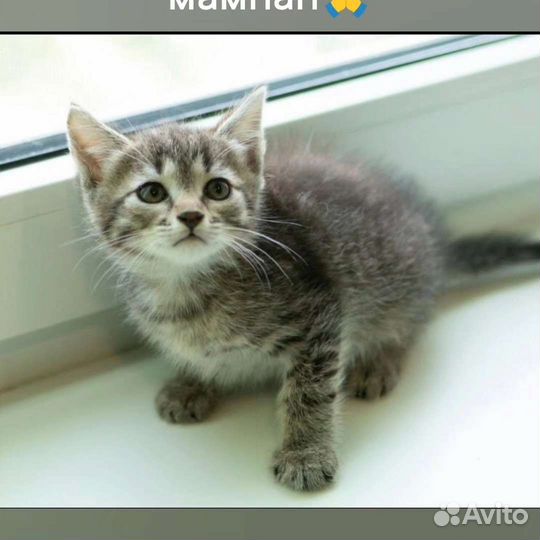 Котята в добрые руки бесплатно