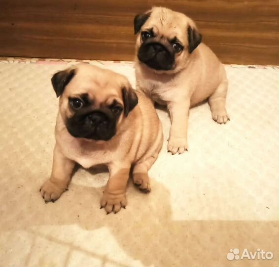 Щенки мопса