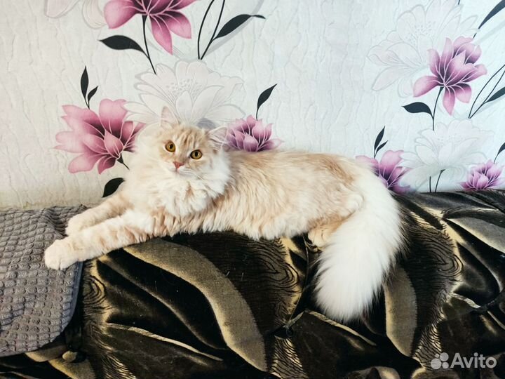Отдам рыжого котёнка