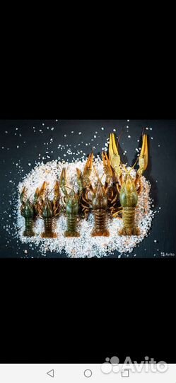 Раки живые 12.08.2023