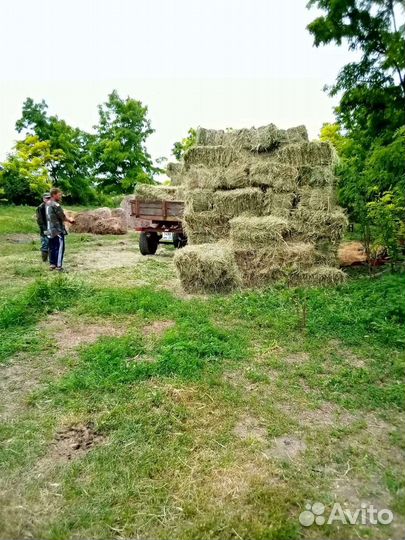 Сено в квадратных тюках