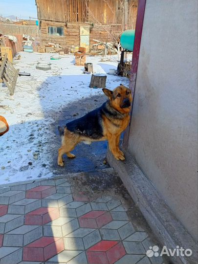 Немецкая овчарка