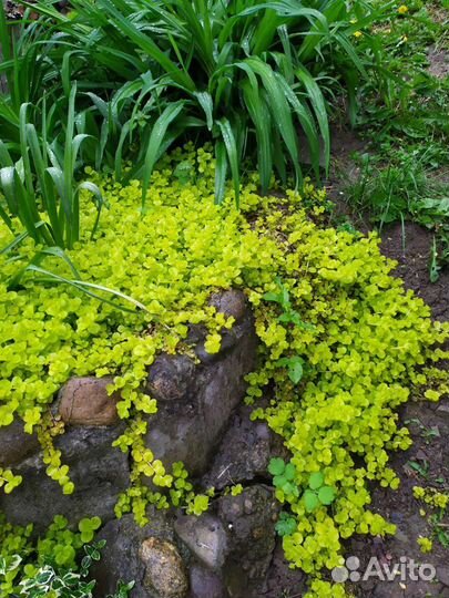 Вербейник монетчатый. Декоративное почвопокровное