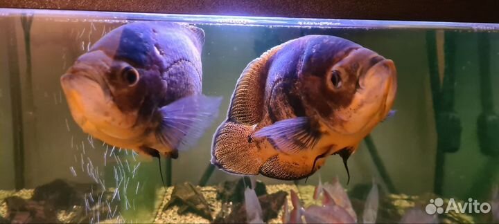 Продам аквариум 500л с тумбой и рыбами