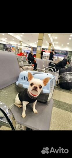 Чихуахуа, тойтерьеры, карликовые пинчеры Доставка