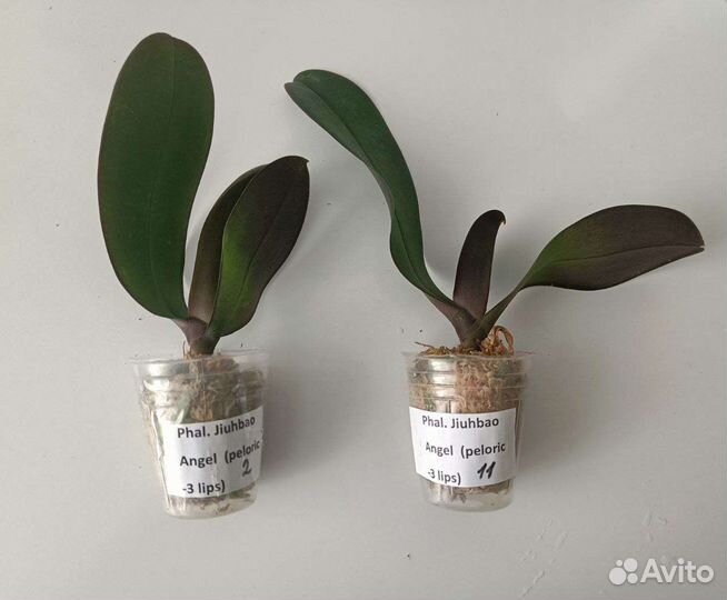 Орхидея подростки 1.7 Jiuhbao Angel peloric