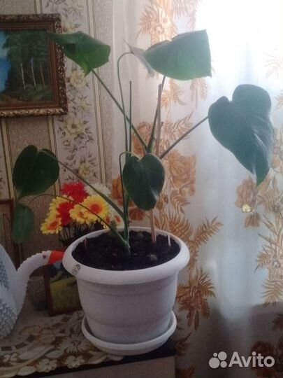 Комнатные цветы