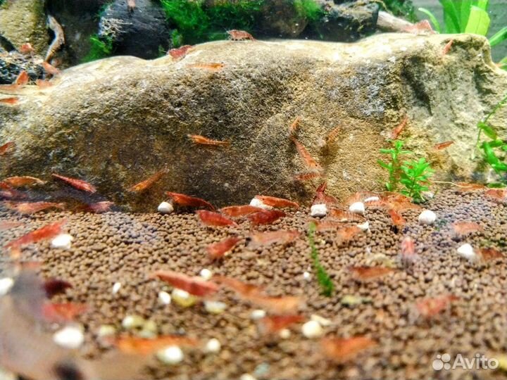 Креветка вишня