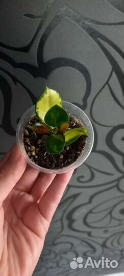 Хойя аустралис лиза