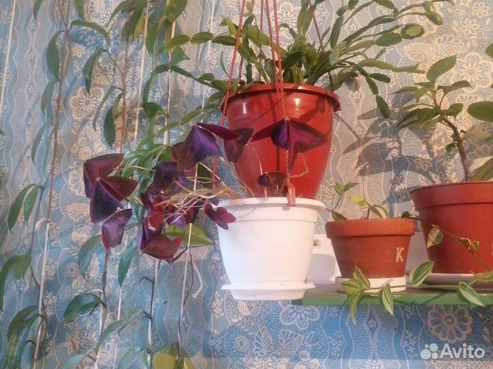 Комнатные цветы шефлера