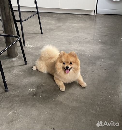 Немецкий шпиц вязка