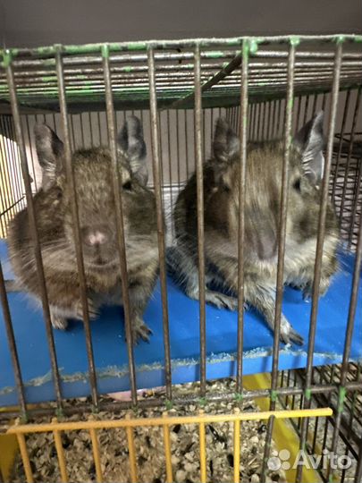 Шиншилы,сирийские хомяки, джунгарские,белки дегу