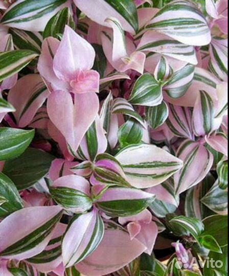 Традесканции сортовые