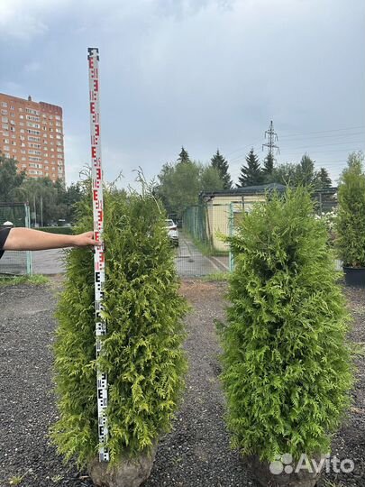 Туя Брабант из питомника