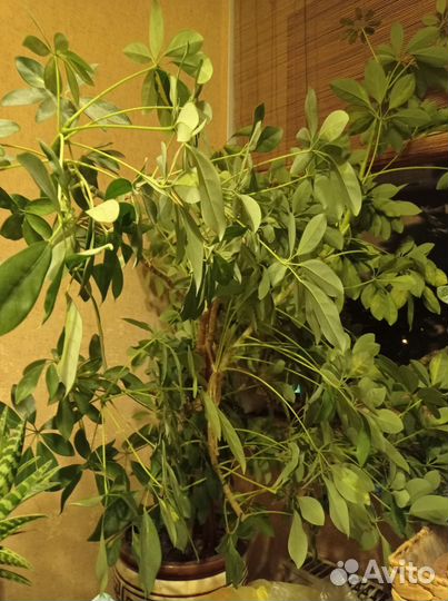 Цветок Шеффлера