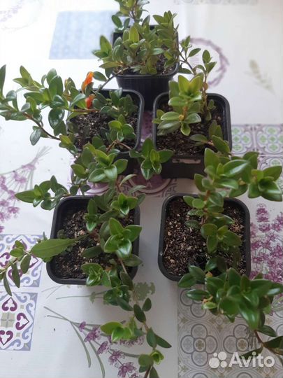 Гипоцирта (комнатное растение)