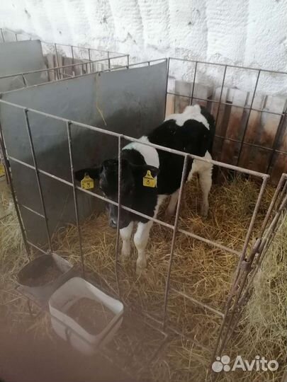 Продаём бычков телок